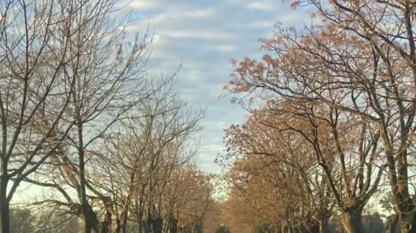 Arboleda del predio al final del día