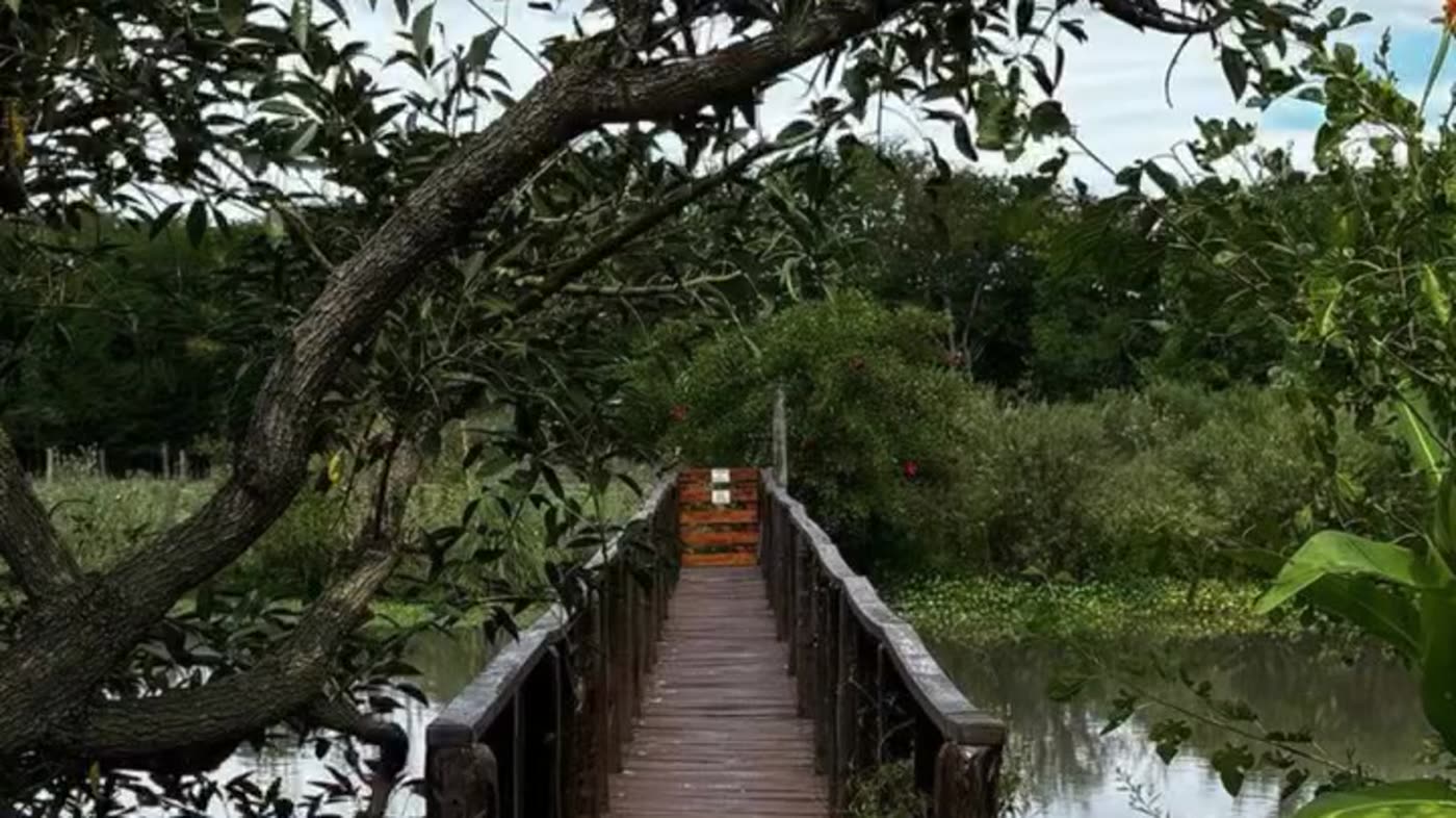Pasarela de madera sobre el agua al atardecer